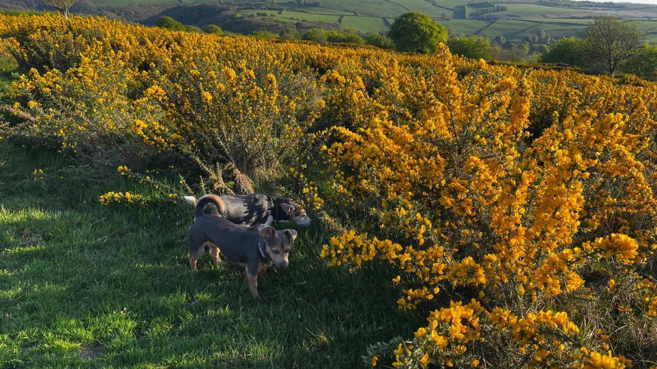 Exmoor Retreat On Two Moors Way Withypool Kültér fotó